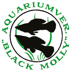 Black Molly B.V.